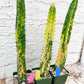 Harrisia Jusbertii Variegated XL | Rare Succulent