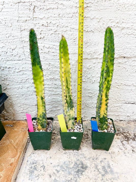 Harrisia Jusbertii Variegated XL | Rare Succulent