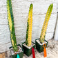 Harrisia Jusbertii Variegated XL | Rare Succulent