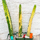 Harrisia Jusbertii Variegated XL | Rare Succulent