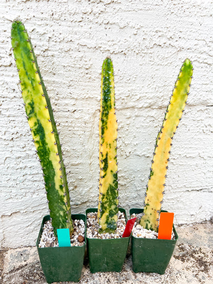 Harrisia Jusbertii Variegated XL | Rare Succulent