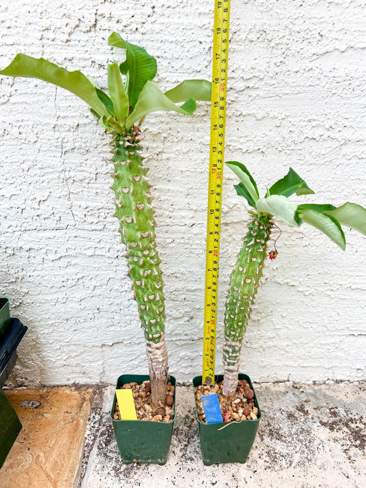 Eupho Viguieri var. Ankarafantsiensis (Y-B) | Imported plants