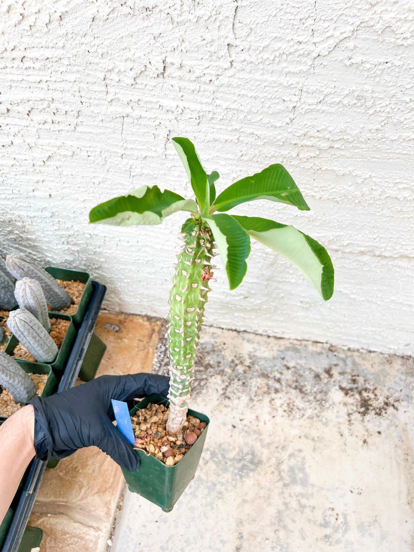 Eupho Viguieri var. Ankarafantsiensis (Y-B) | Imported plants