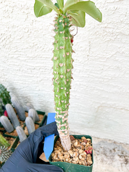 Eupho Viguieri var. Ankarafantsiensis (Y-B) | Imported plants