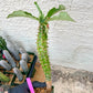 Eupho Viguieri var. Ankarafantsiensis (P-G) | Imported plants