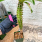 Eupho Viguieri var. Ankarafantsiensis (P-G) | Imported plants