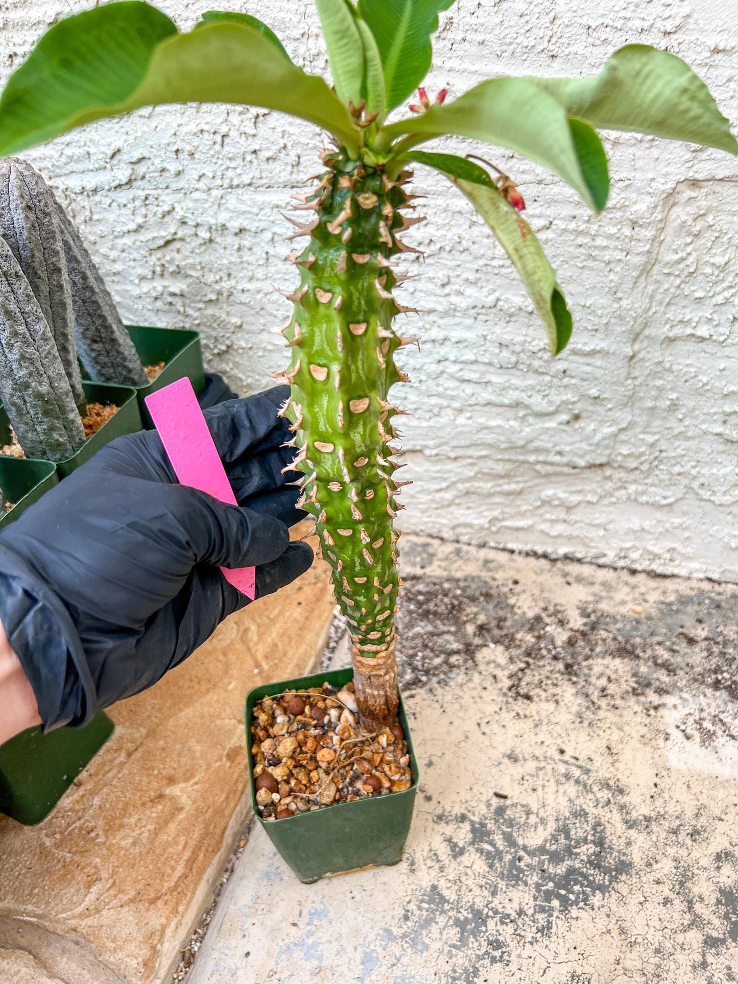 Eupho Viguieri var. Ankarafantsiensis (P-G) | Imported plants