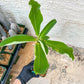 Eupho Viguieri var. Ankarafantsiensis (P-G) | Imported plants