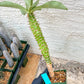 Eupho Viguieri var. Ankarafantsiensis (P-G) | Imported plants