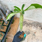 Eupho Viguieri var. Ankarafantsiensis (P-G) | Imported plants