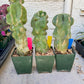 Lophocereus Schottii Monstrose | Imported Cactus | Rare Succulent