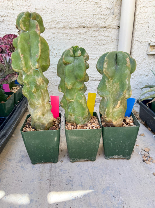 Lophocereus Schottii Monstrose | Imported Cactus | Rare Succulent