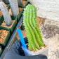Euphorb Fruticosa Inermis | Rare Succulent