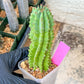 Euphorb Fruticosa Inermis | Rare Succulent