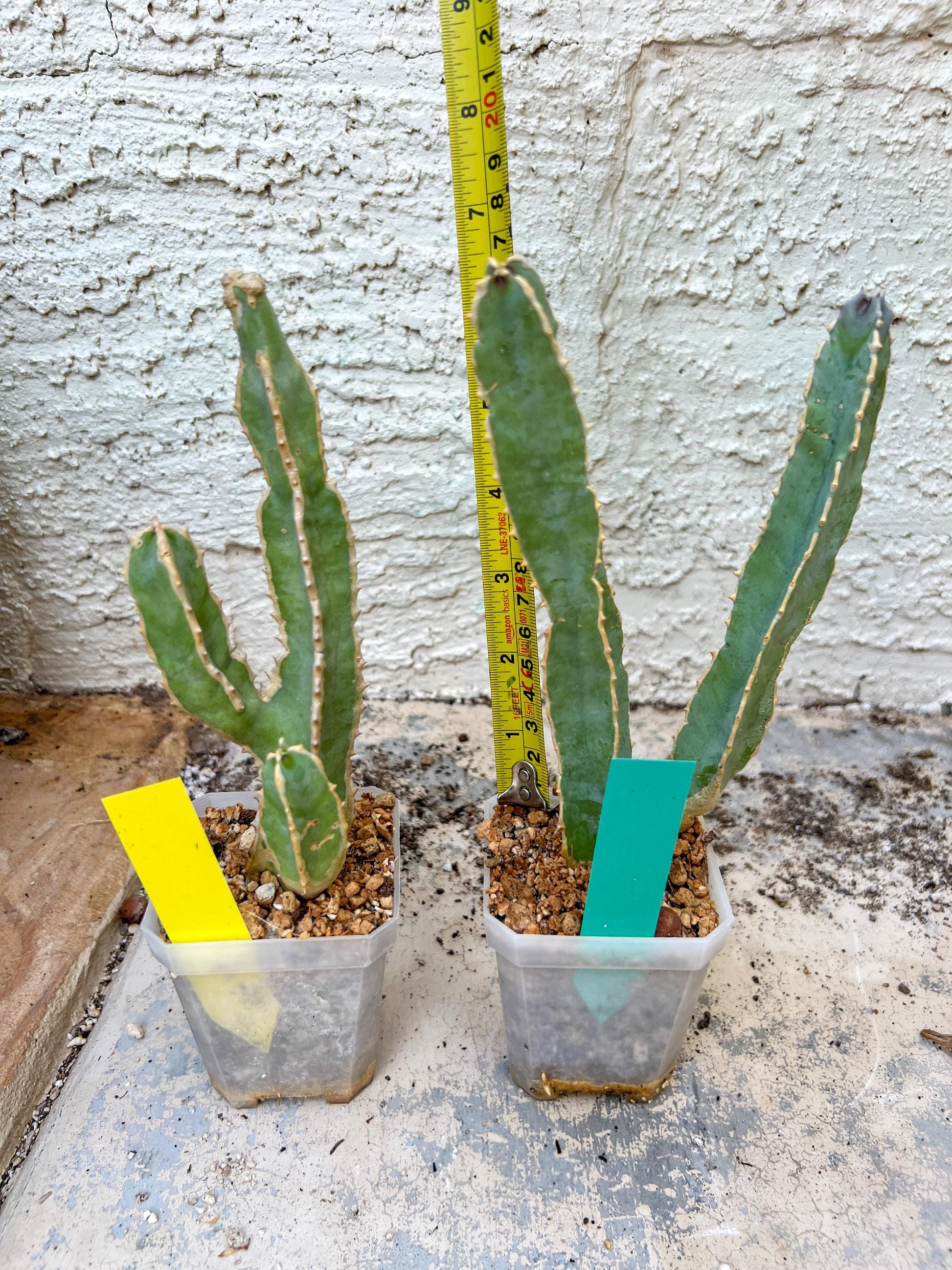 Ammak 'Green' | Rare Imported Plants | 2.5" Pot