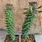 Monadenium Guentheri (2.0) | Imported Cactus | Rare Succulent