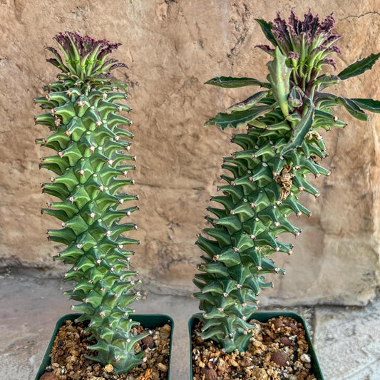Monadenium Guentheri (2.0) | Imported Cactus | Rare Succulent