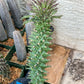 Monadenium Guentheri (2.0) | Imported Cactus | Rare Succulent