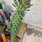 Monadenium Guentheri (2.0) | Imported Cactus | Rare Succulent