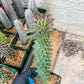 Monadenium Guentheri (2.0) | Imported Cactus | Rare Succulent