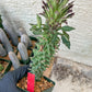 Monadenium Guentheri (2.0) | Imported Cactus | Rare Succulent