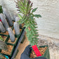 Monadenium Guentheri (2.0) | Imported Cactus | Rare Succulent
