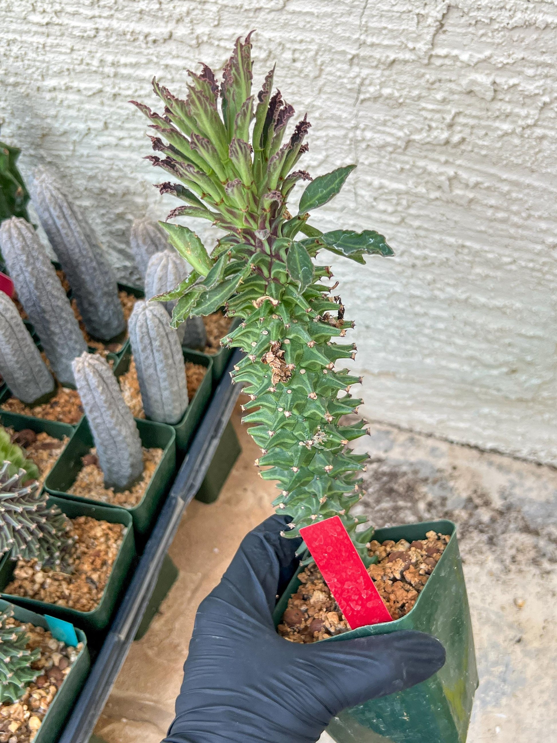Monadenium Guentheri (2.0) | Imported Cactus | Rare Succulent