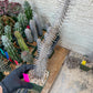 Madagascar ocotillo Alluaudia procera (G1) | Rare Imported