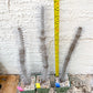Madagascar ocotillo Alluaudia procera (G1) | Rare Imported