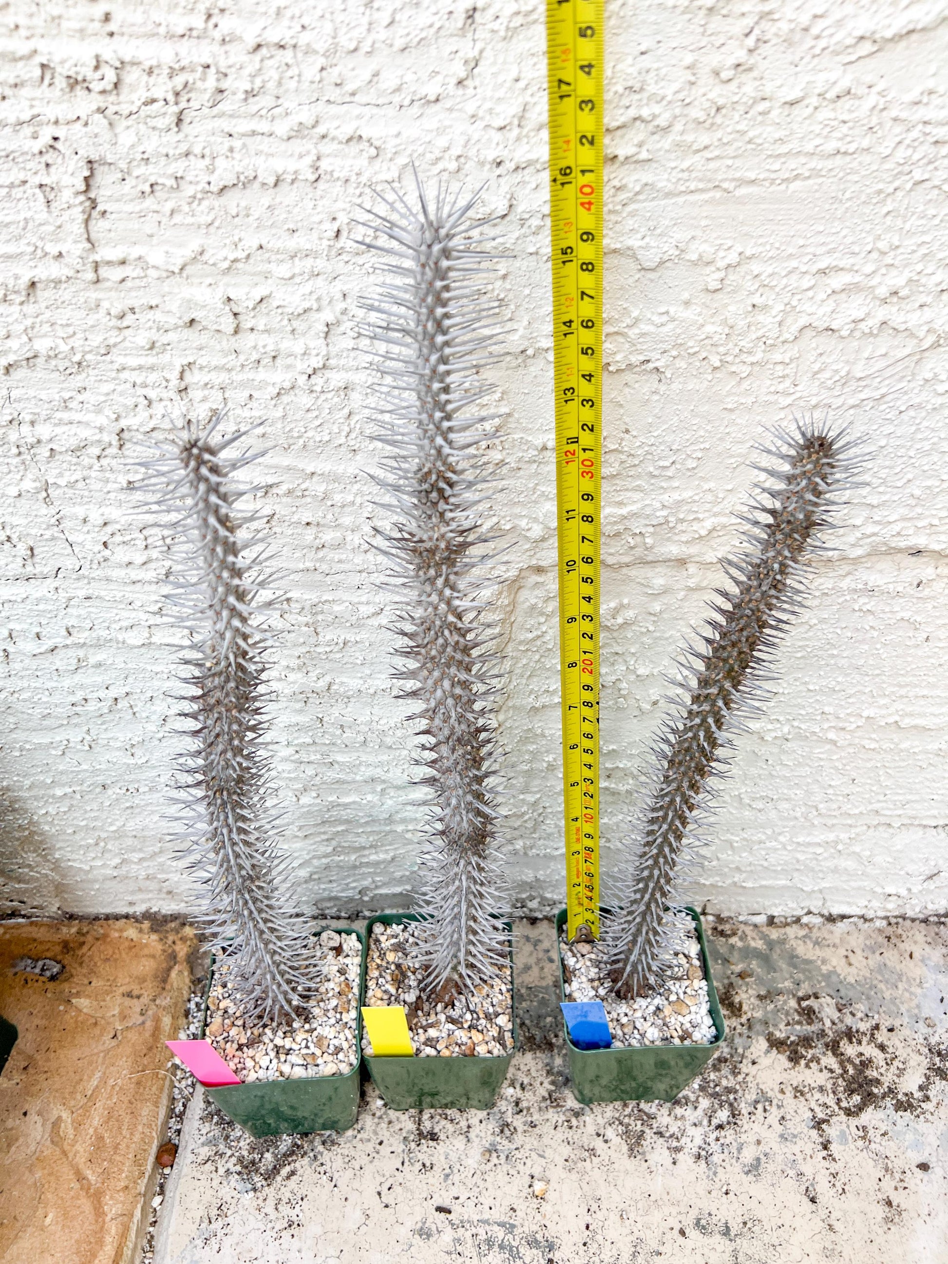 Madagascar ocotillo Alluaudia procera (G1) | Rare Imported