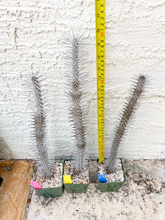 Madagascar ocotillo Alluaudia procera (G1) | Rare Imported