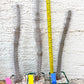 Madagascar ocotillo Alluaudia procera (G1) | Rare Imported