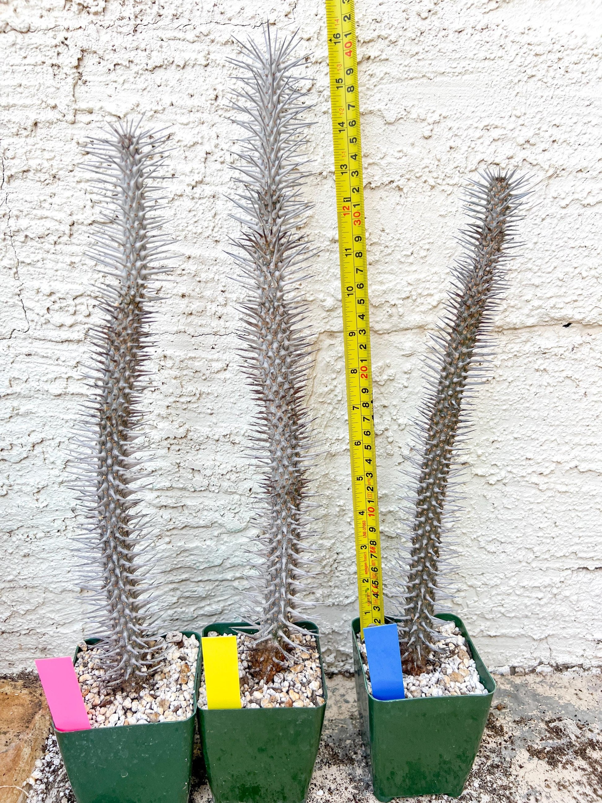 Madagascar ocotillo Alluaudia procera (G1) | Rare Imported