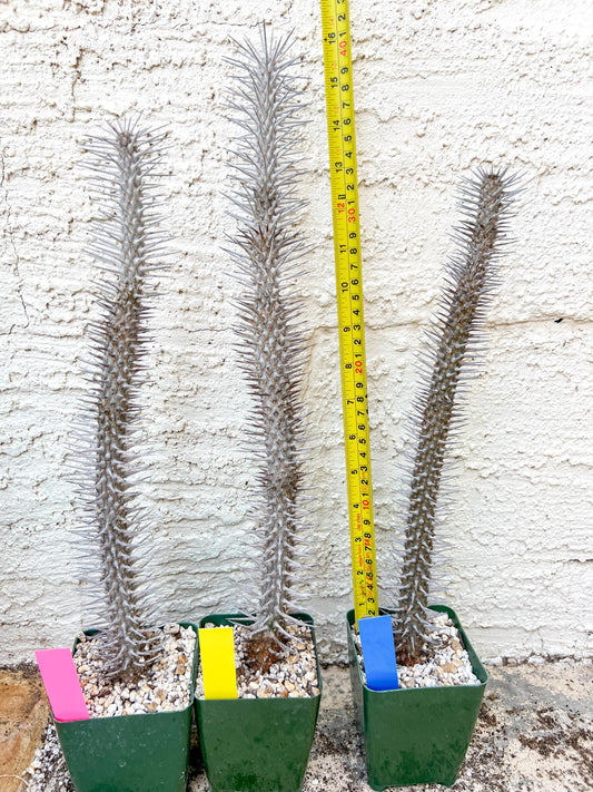 Madagascar ocotillo Alluaudia procera (G1) | Rare Imported