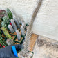 Madagascar ocotillo Alluaudia procera (G1) | Rare Imported