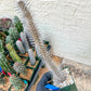 Madagascar ocotillo Alluaudia procera (G1) | Rare Imported