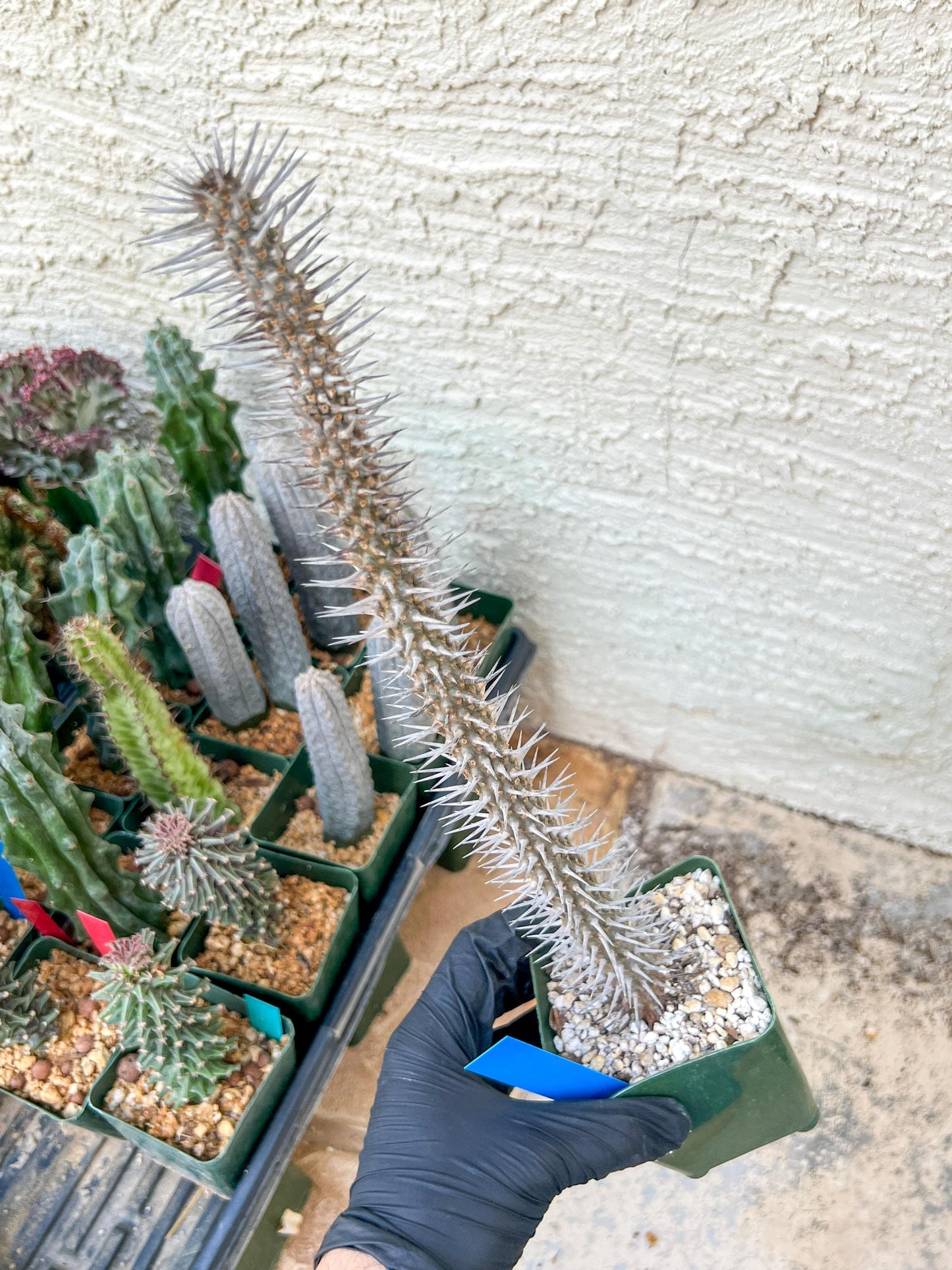 Madagascar ocotillo Alluaudia procera (G1) | Rare Imported