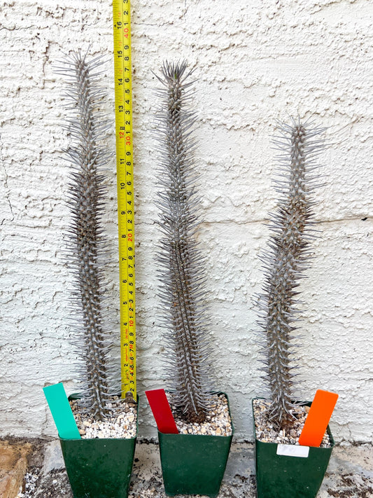 Madagascar ocotillo Alluaudia procera (G2) | Rare Imported