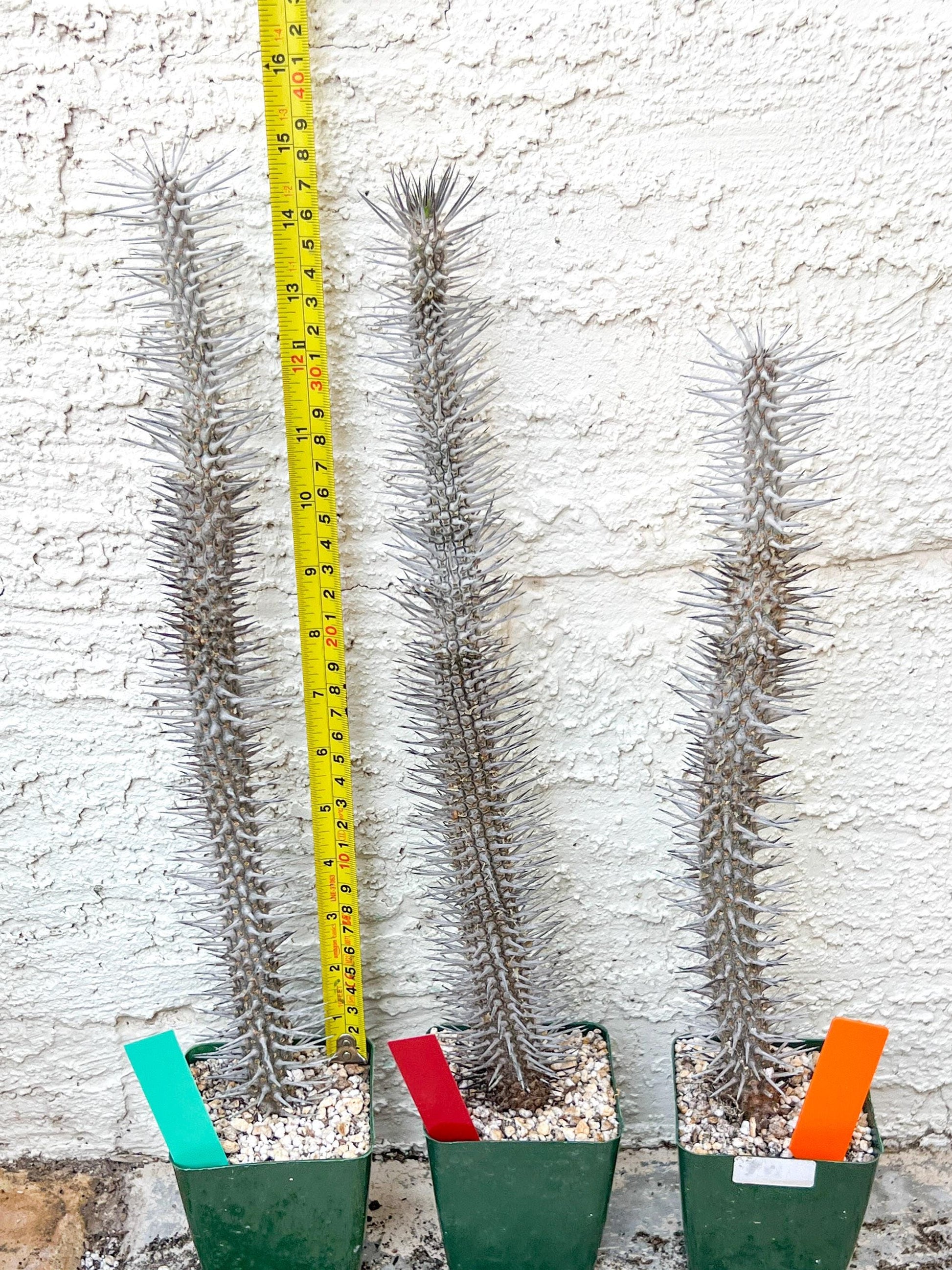 Madagascar ocotillo Alluaudia procera (G2) | Rare Imported