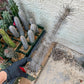 Madagascar ocotillo Alluaudia procera (G2) | Rare Imported
