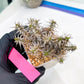 Euphorb Genoudiana (P-Y) | imported Plants