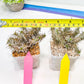 Euphorb Genoudiana (P-Y) | imported Plants