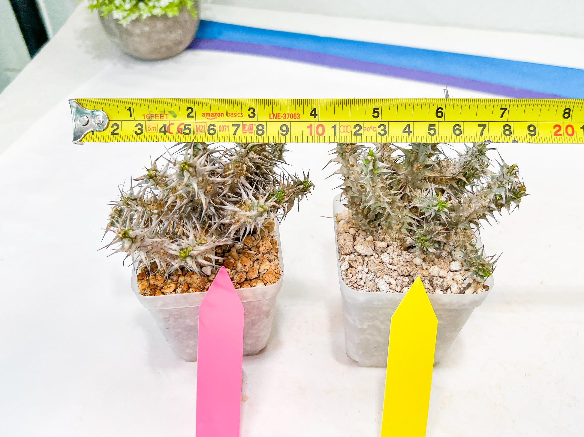 Euphorb Genoudiana (P-Y) | imported Plants