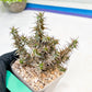 Euphorb Genoudiana (B-G) | imported Plants