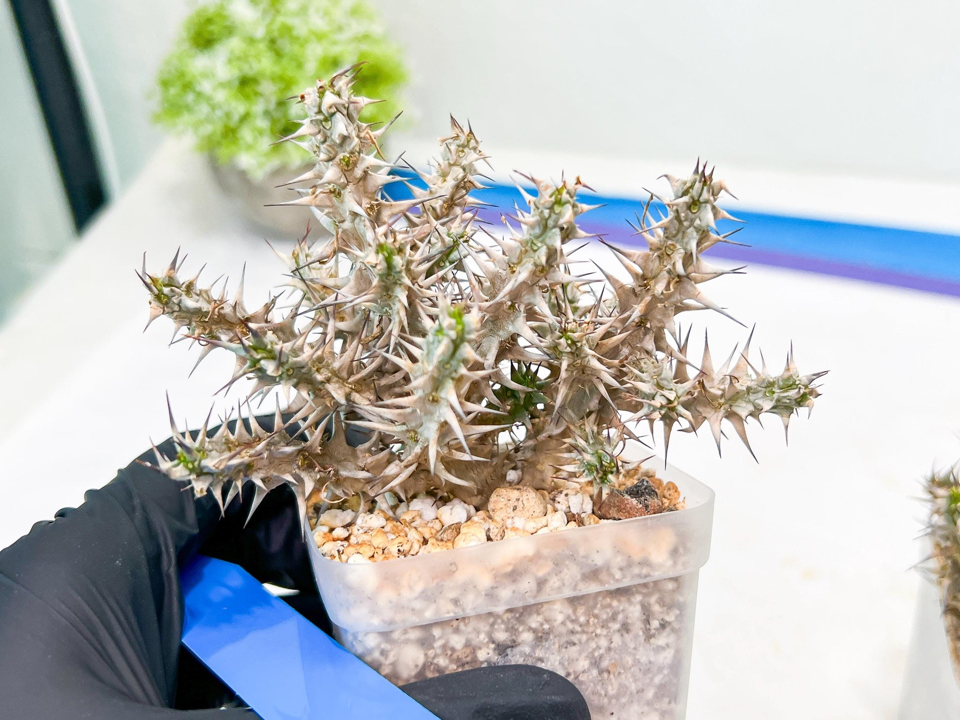 Euphorb Genoudiana (B-G) | imported Plants