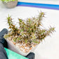 Euphorb Genoudiana (B-G) | imported Plants
