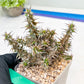 Euphorb Genoudiana (B-G) | imported Plants