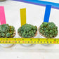 Spineless cactus Cluster (P-Y-B) | imported Plants