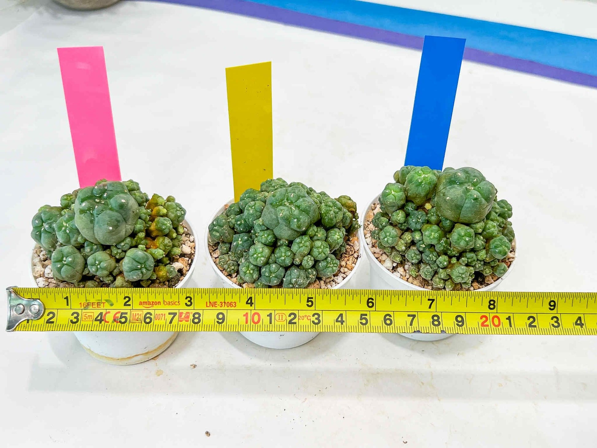 Spineless cactus Cluster (P-Y-B) | imported Plants