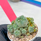 Spineless cactus Cluster (P-Y-B) | imported Plants